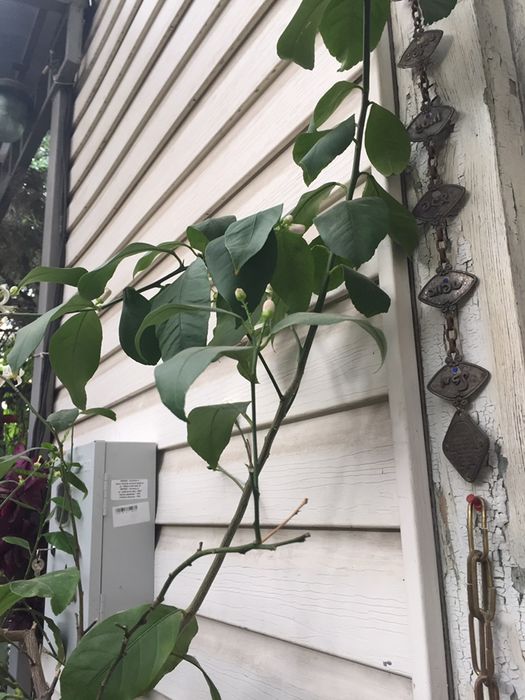 Лимон дерево