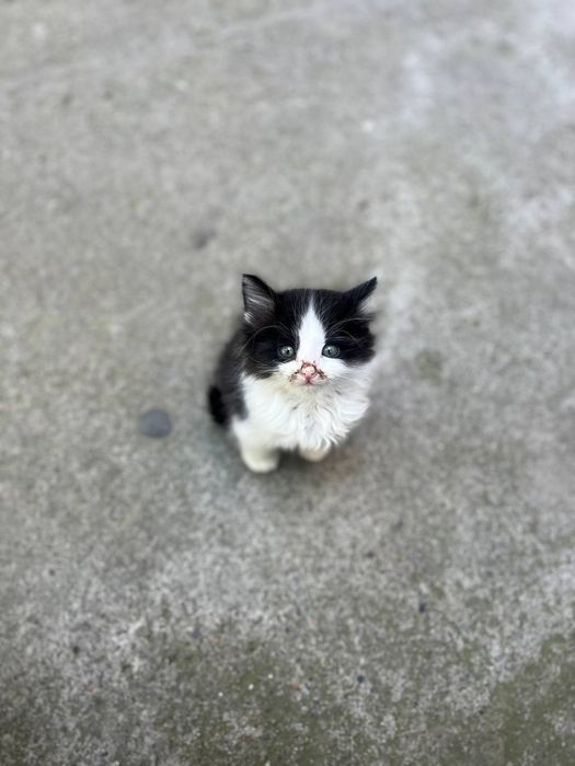 СРОЧНО! Котята ищут дом