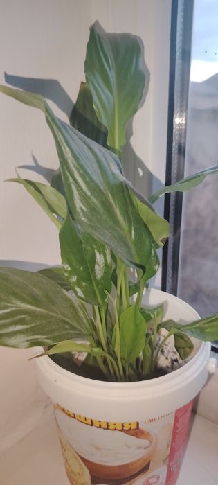 Үй гүлдері сатылады