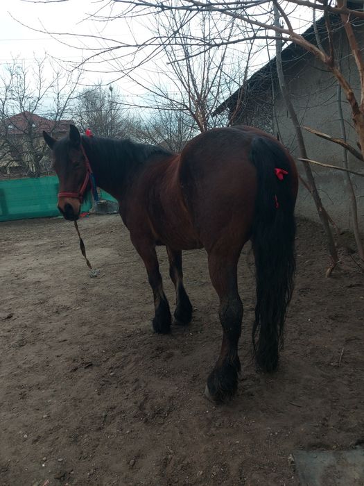 Cal // Iapă de vânzare