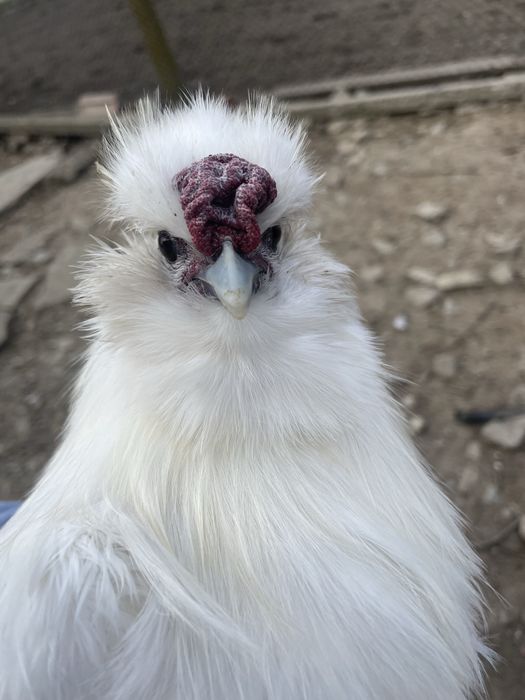 Бели Копринки