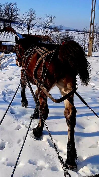 De vânzare mânz are 8 luni