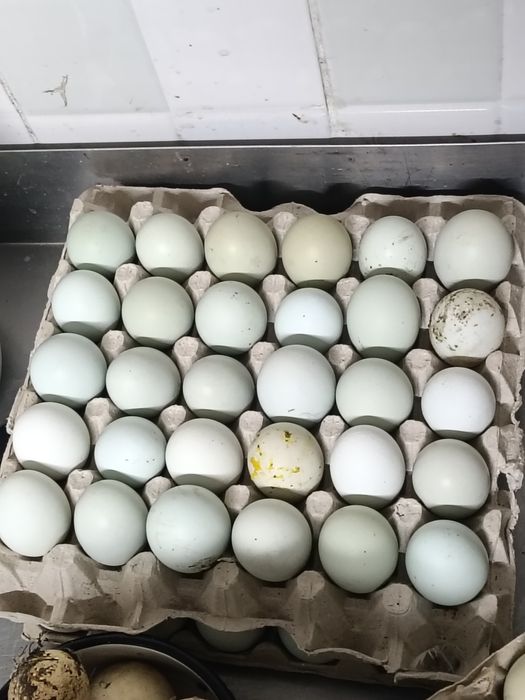 Oua de găină de vanzare