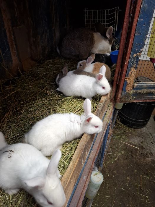 Hycole francez de vânzare