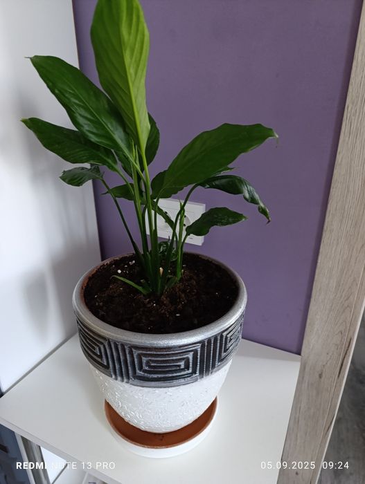 Продам комнатные цветы