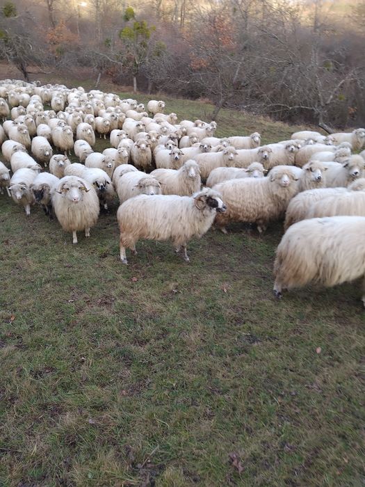 Vând oi.       .