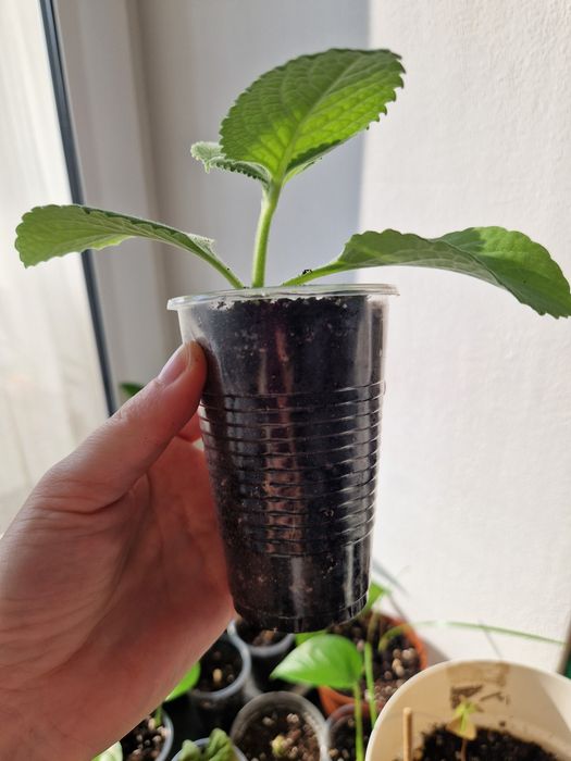 Мята комнатная плектрантус