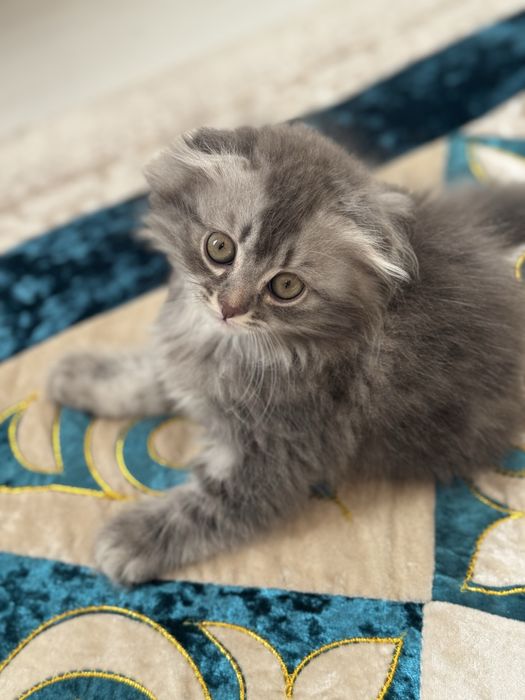 вислоухие котята