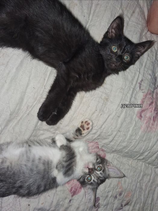 Котята в добрые руки