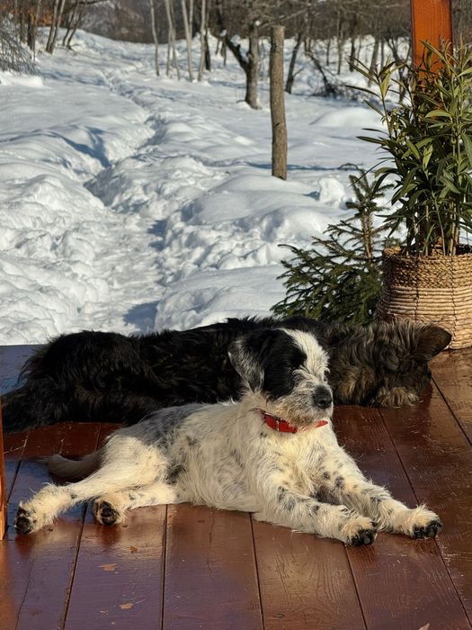 Cațelușă spre adopție (Pată)