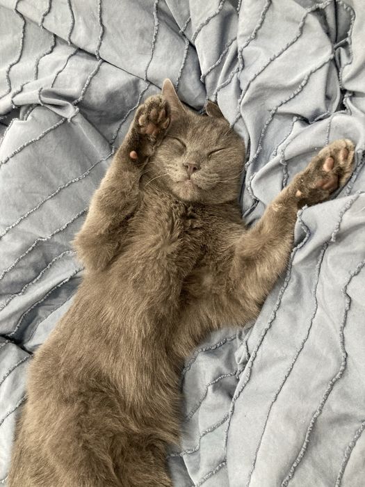 Отдам даром котенка