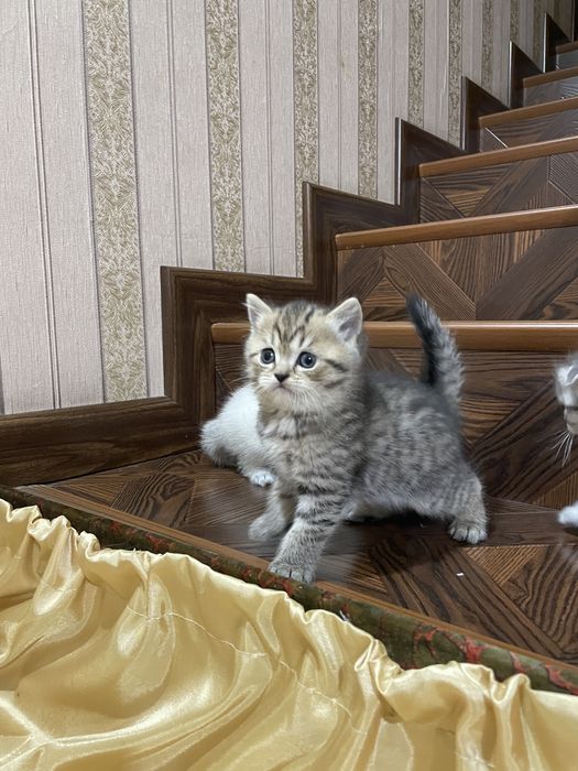 Скоттиш фолд-страйт