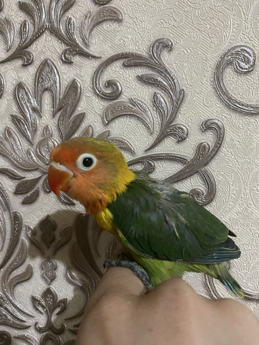 Ruchnoy popugay sotiladi