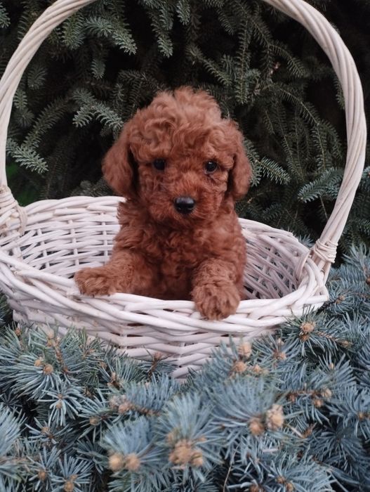 Той Пудел poodle toi