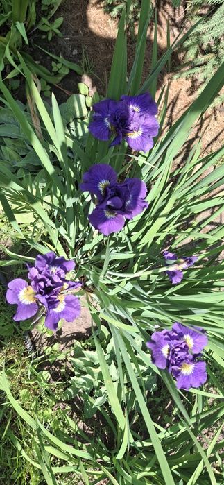 Продам дачу СО Горизонт