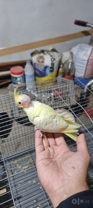 Корелла попугай семья