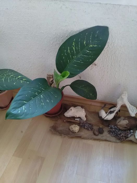 Стайни цветя за декорация в дома