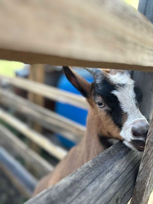 Țapi de curte castrați  25-30kg ,  preț 13 lei kg in viu