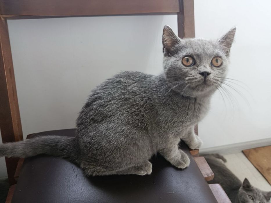 Котята бриттиш фолд scottish fold британки мушук боласи