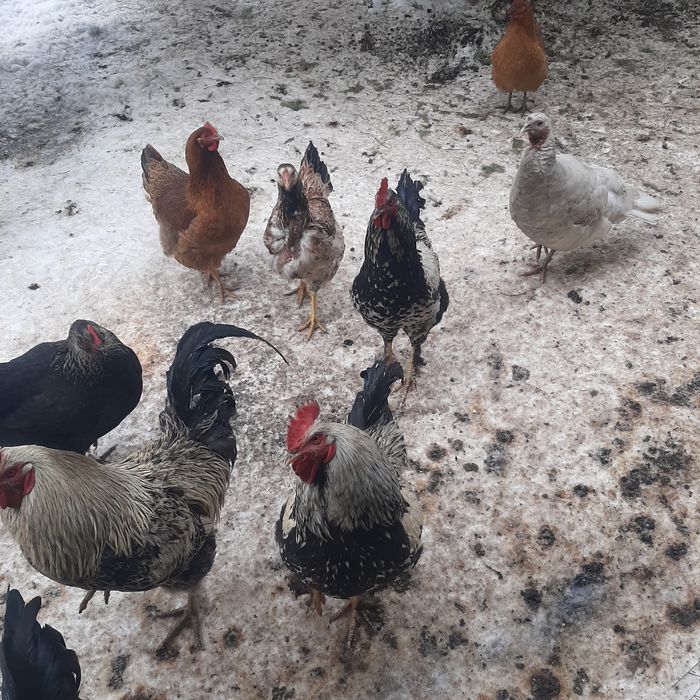 Петухи Продаётся