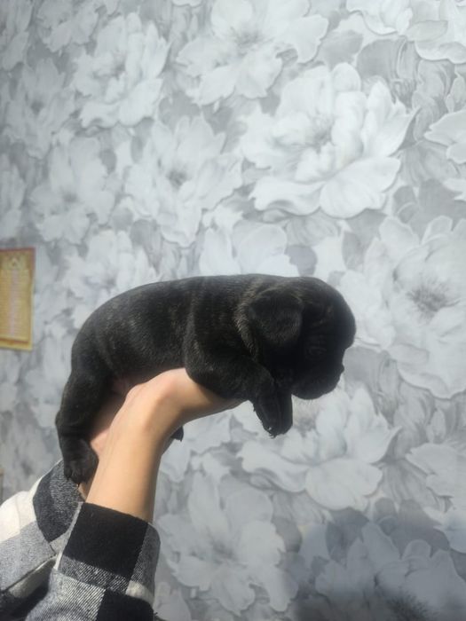Продам щенков французкого бульдога