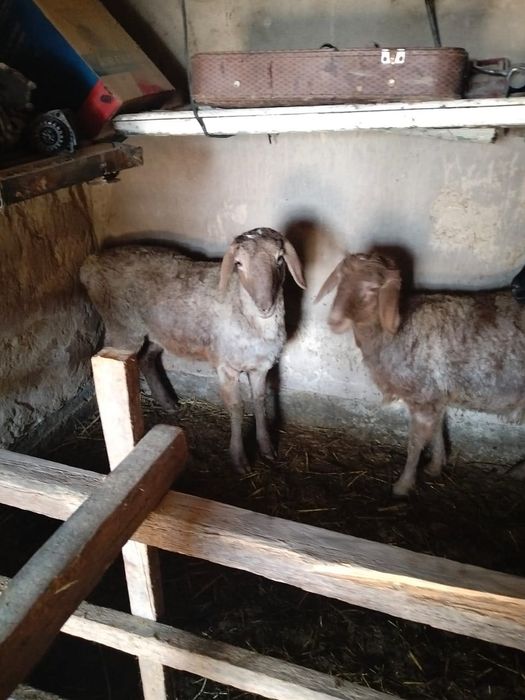 Ұрғашы тоқты семіз