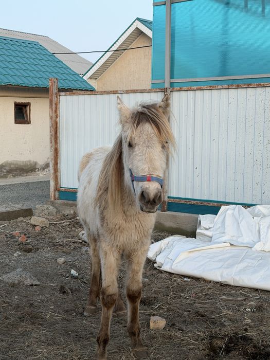 Тай сатылады 350мың