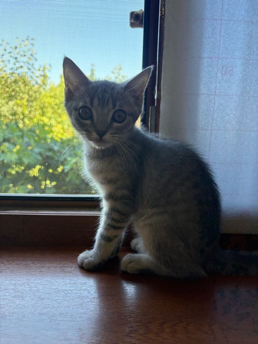 Отдам в хорошие руки породистого котенка