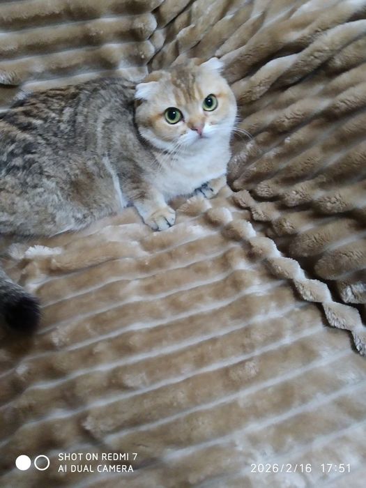 Продаётся очаровательная девочка фолд 1.2месяца