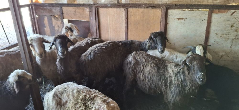 Баран, коза, кой ешкі