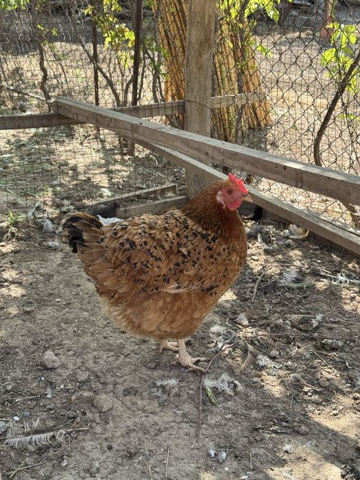 Тауық, үндік, индюк, тауык