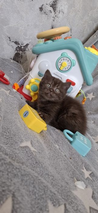 Шотландские котята