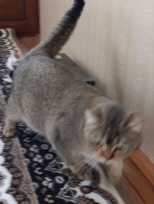 Mushuk sotiladi jinsi ayol latok biladi