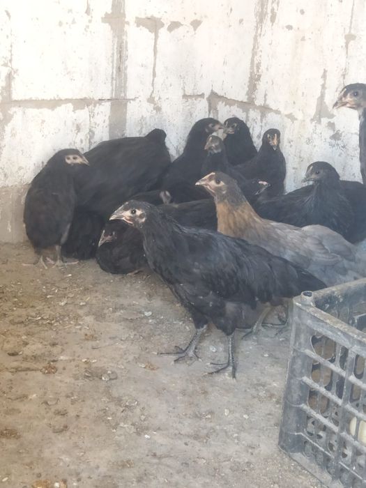 Продам куры домашние