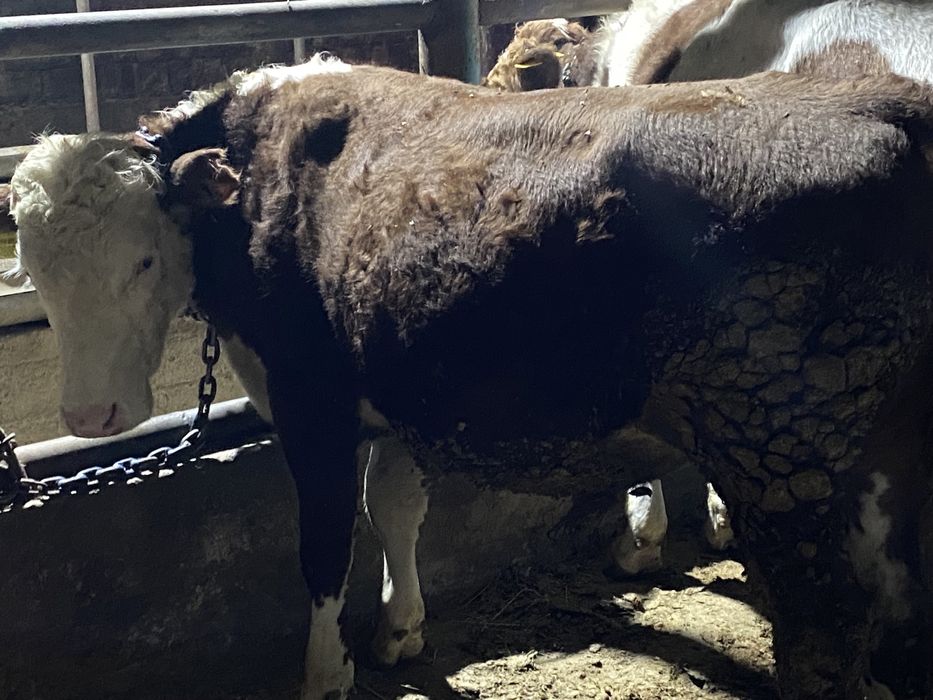 Продам бык и корова  Сиыр сатылады