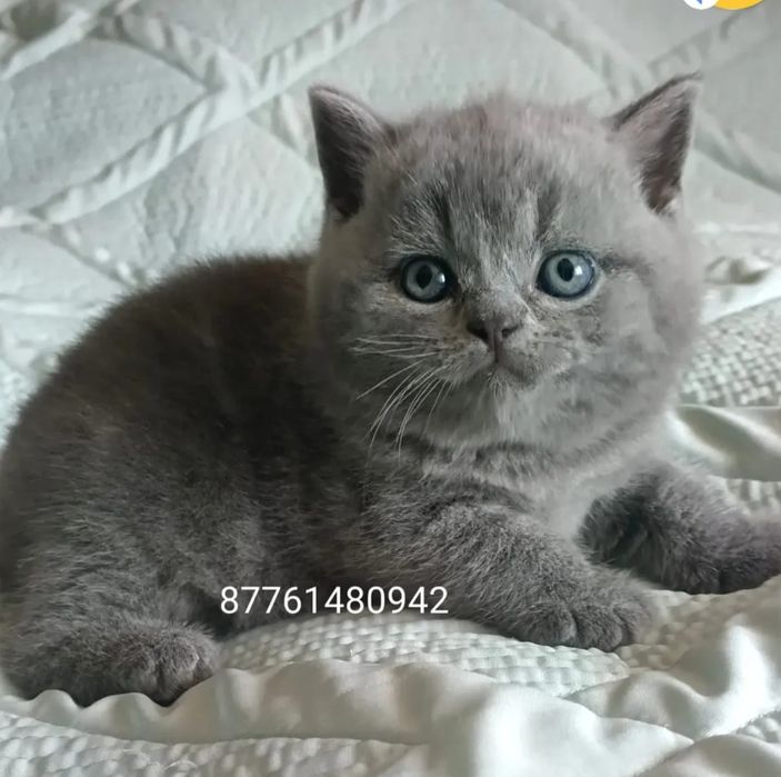 Продам Британских котят