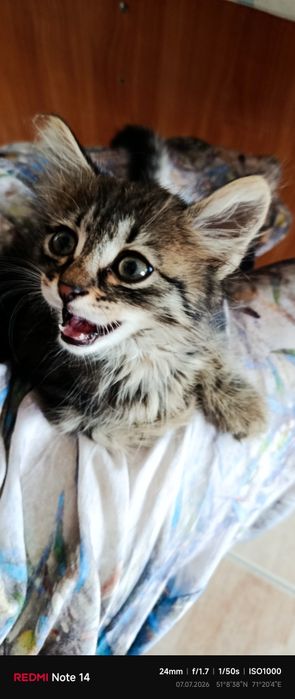 котенок 1,5 месяца