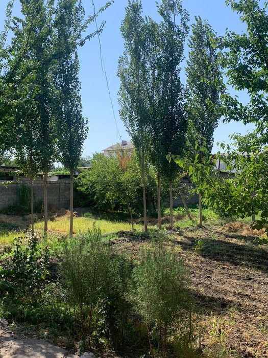 Недвижимость /Дом