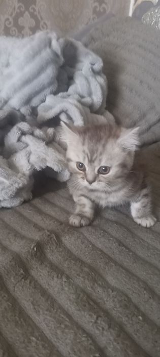 Британский котенок.