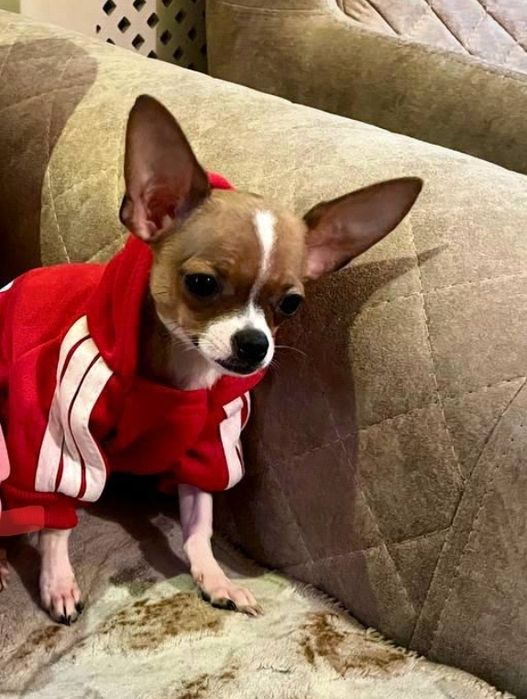 Ищем сучку для вязки собаки породы чихуахуа гладкошорстные