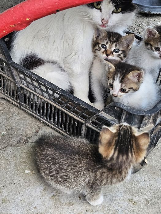 Vând șobolani.     5 pisoiași minunați, sănătoși, 50 de lei bucata, negociabil.