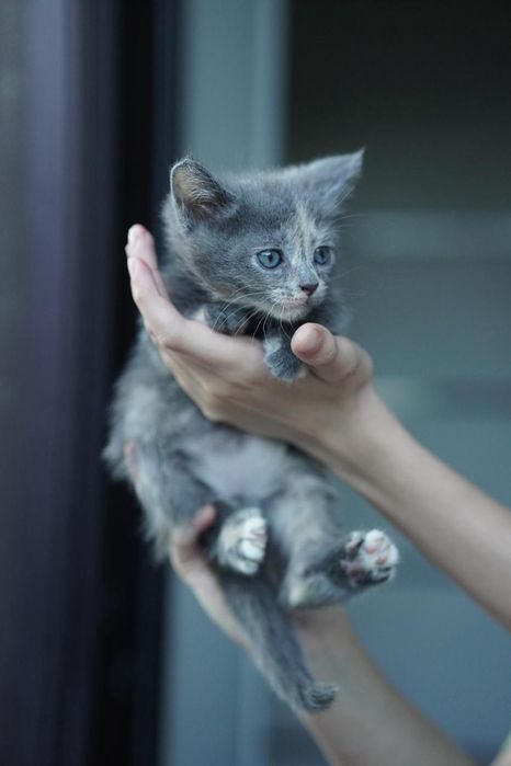 Отдам котят в хорошие руки