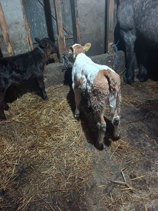 De vanzare vitel de 3 săptămâni