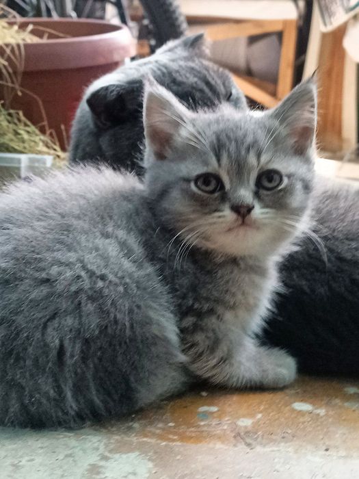 Котята скотиш страйт