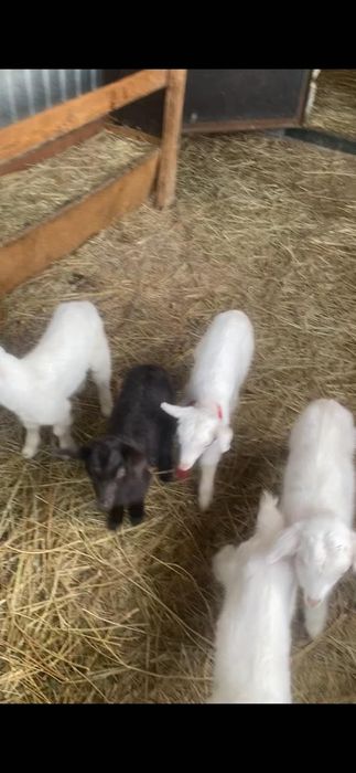 Продаются козлята