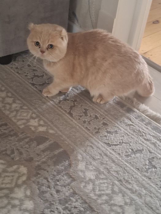 Кот готов вязку приглашаем девушки