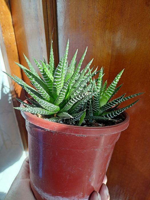 Цветы домашние  , цветущая фиалка