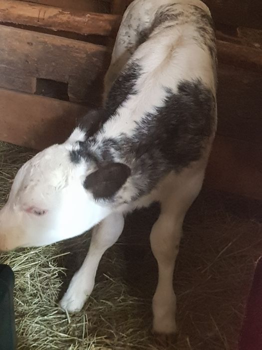 Vând 3  vaci 2 mari si una mică