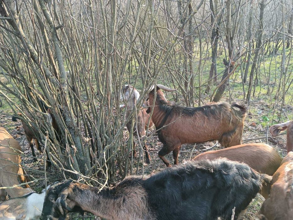 Vând capre anglo nubiene