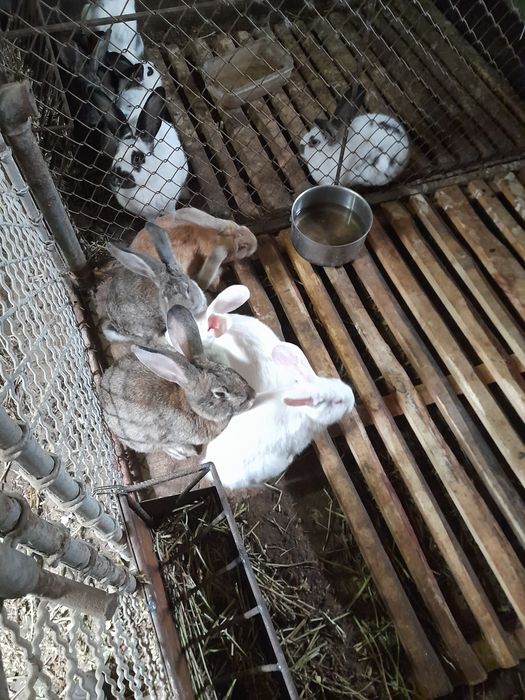 Мисирки.кокошки брама.Зайци на 8месеца за разплод и месо над3.5кг. 40л